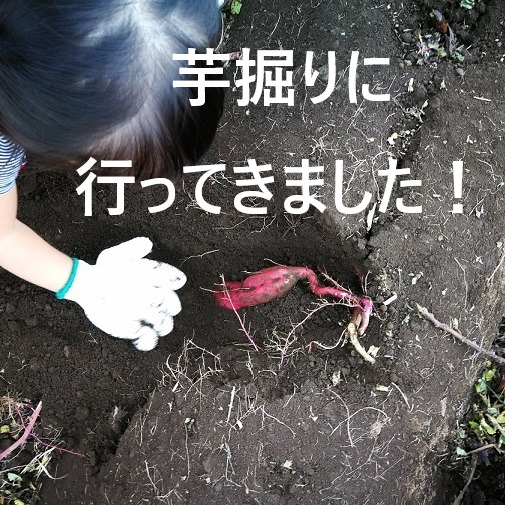 芋掘り 埼玉県川越市に行ってきました おすすめポイントと注意点 節約ママブログ Minnanoonigiri