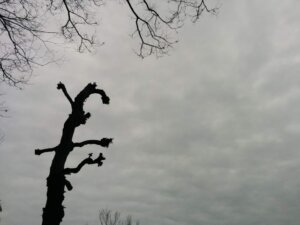 枯れ木